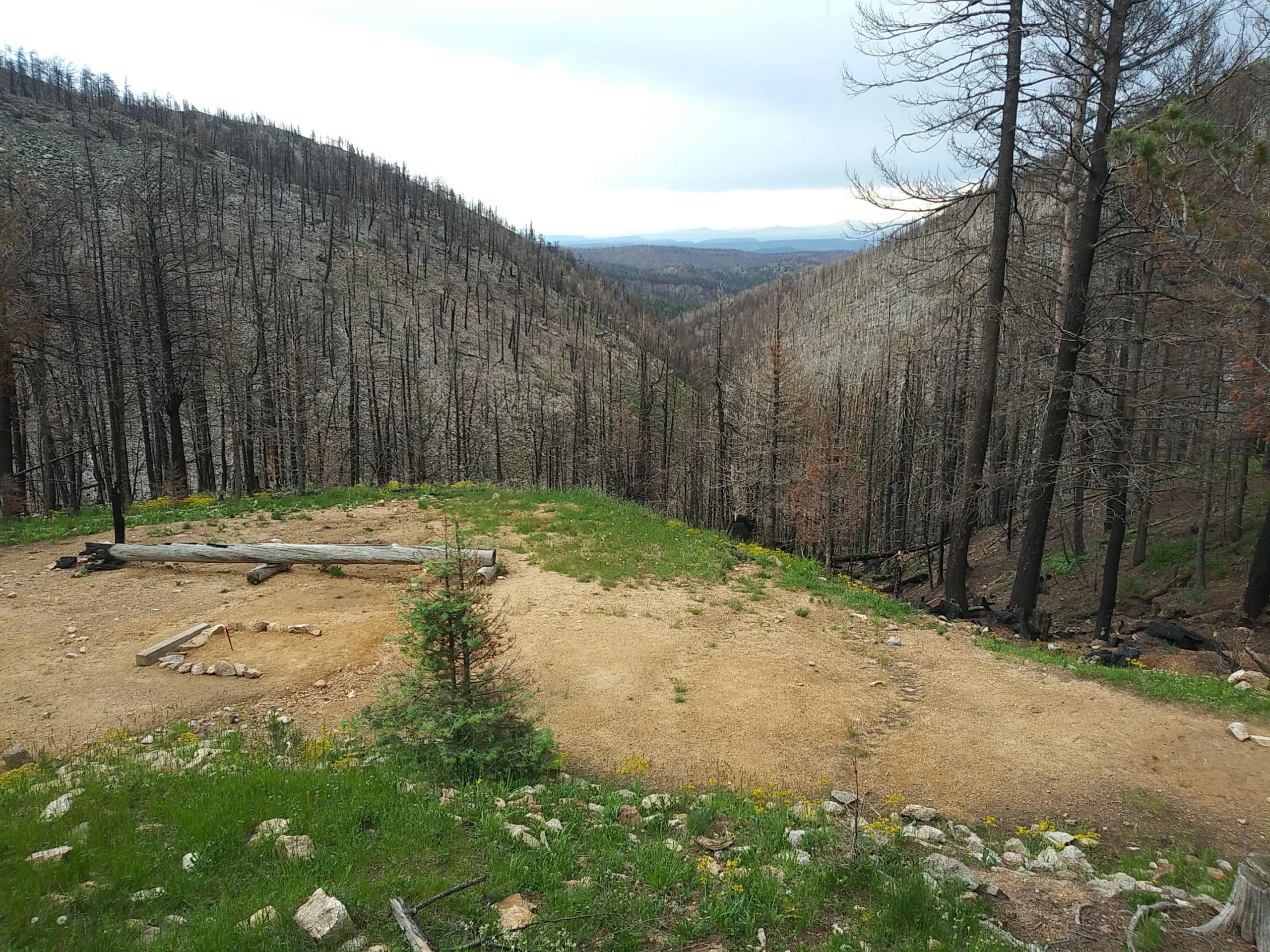 sawmill Campsite in a scorched forest valley after a wildfire, with charred trees and a fire ring